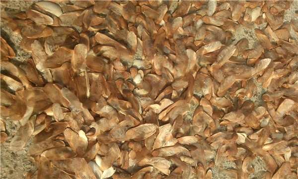 種子基地如何使用農(nóng)業(yè)氣象站來提高種子基地的產(chǎn)量？