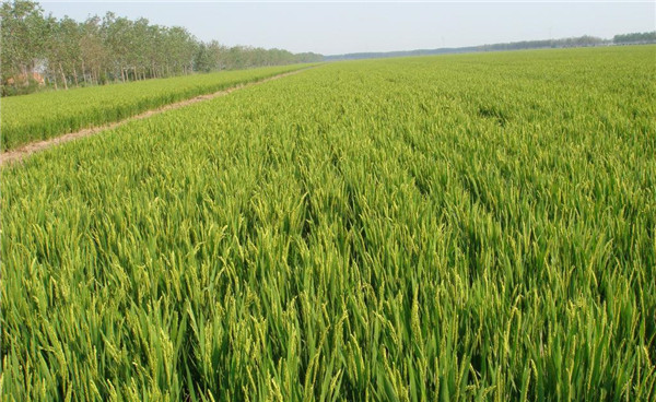 種子基地如何使用農(nóng)業(yè)氣象站來提高種子基地的產(chǎn)量？